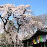 【京都のお花見おすすめ】しだれ桜と円山公園・夜桜の見頃は?