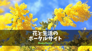秋 9月 10月に種まきする花の種類と育て方やコツは Hanatoiro