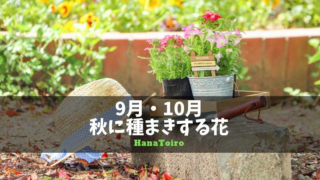 秋 9月 10月に種まきする花の種類と育て方やコツは Hanatoiro