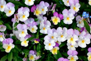ビオラの花