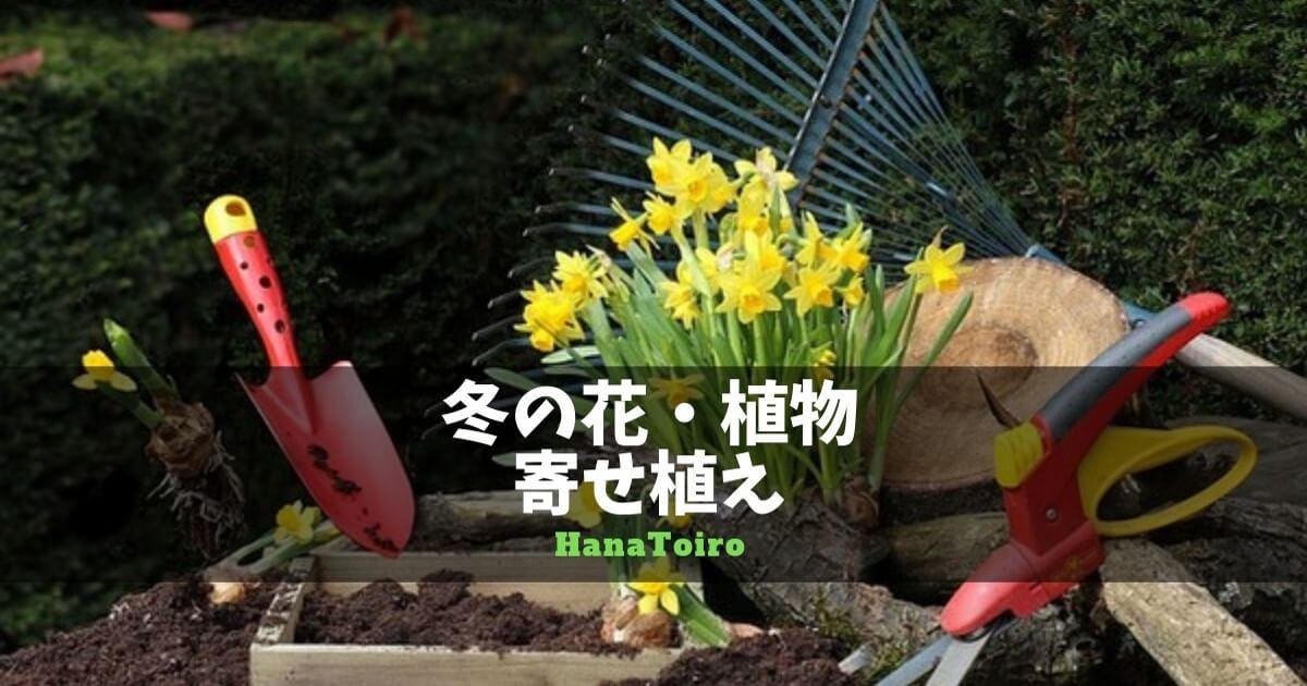 冬の花 植物10選 ガーデニング花壇に寄せ植えしたい花まとめ Hanatoiro
