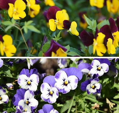 冬の花 植物10選 ガーデニング花壇に寄せ植えしたい花まとめ Hanatoiro